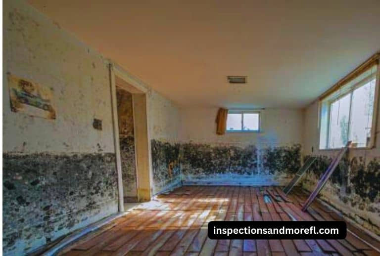 5 Easy Steps to Get Rid of Mold Smell in the Basement