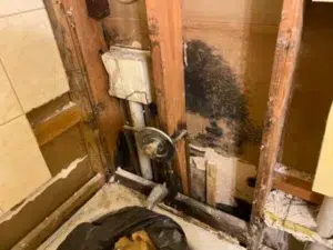 Best Mold & Water Mitigation Services near me