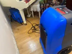 Best Mold Removal Services