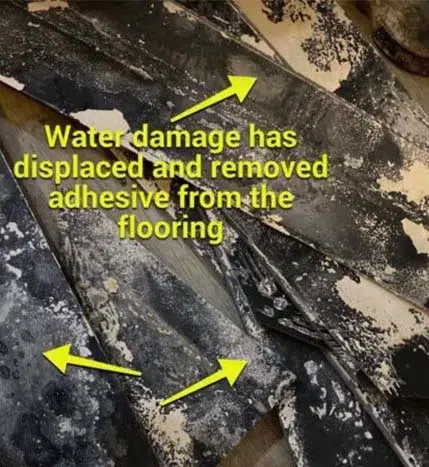 Mold inspection in florida and surroundings