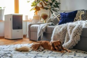 Best Dehumidifier for Florida Homes